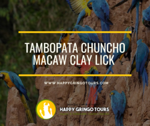 Tambopata Chuncho Macaw Clay Lick