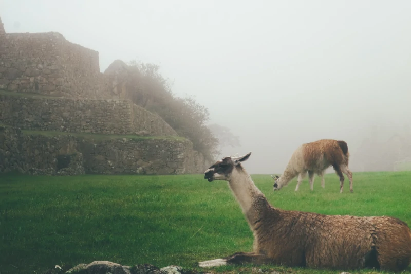 The Significance of Llama Husbandry in the Inca Economy
