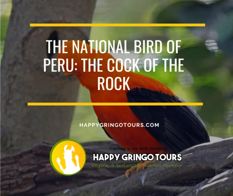 The National Bird of Peru: The Cock of the Rock