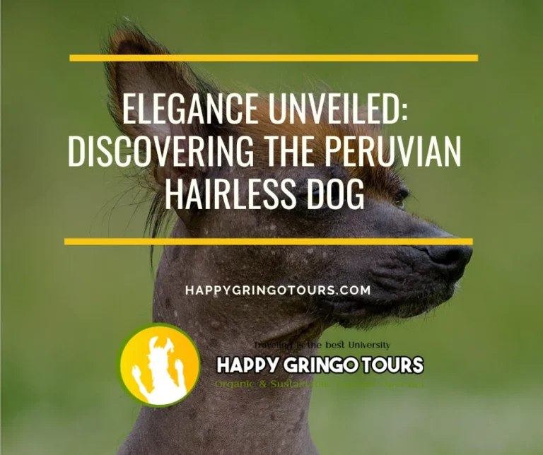 Peruvian Hairless Dog
