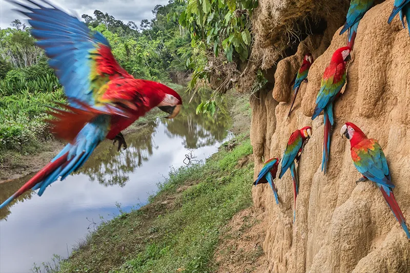 Manu National Park: Peru’s Biodiversity Gem