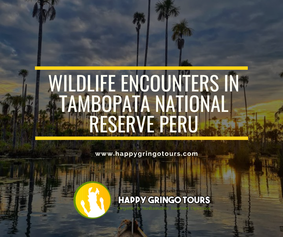 Wildlife Encounters in Tambopata National Reserve Peru