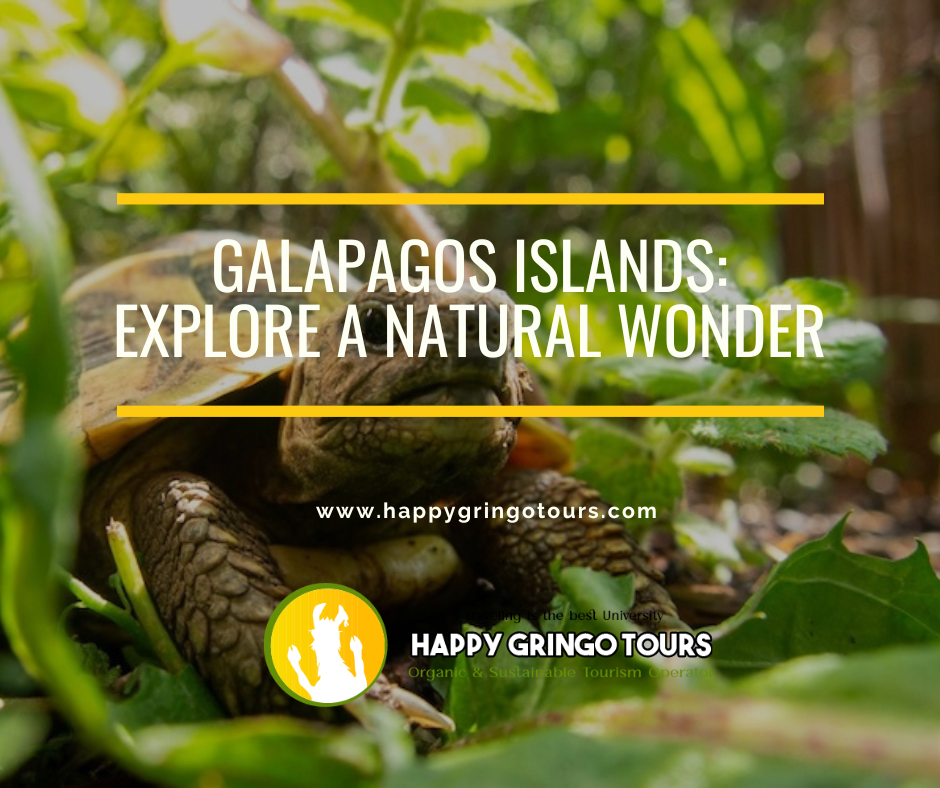 Galapagos Islands: Explore a Natural Wonder