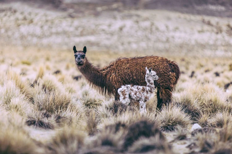 Differences Between Alpacas vs Llamas Explained