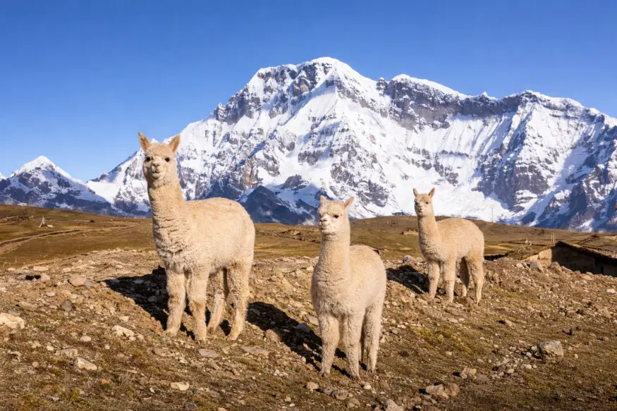 alpacas in ausangate