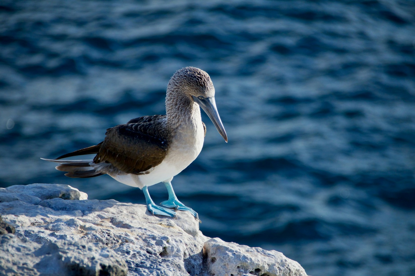 Galapagos Island and Machu Picchu Tour 14D/13N