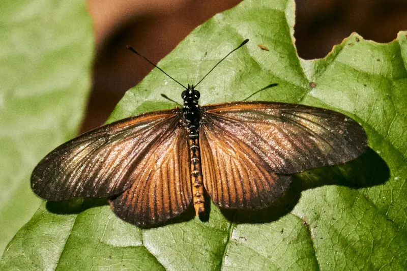 tambopata national reserve peru