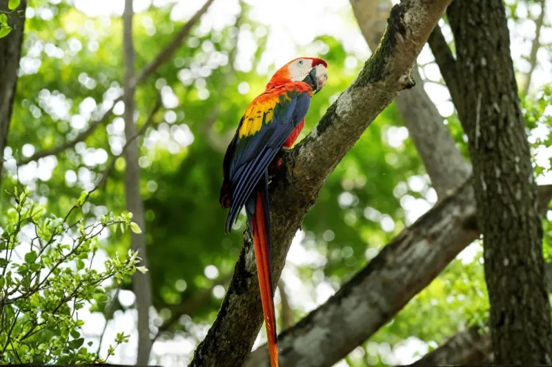 tambopata national reserve peru