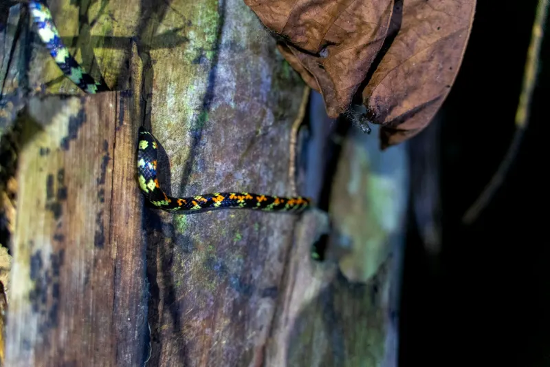 tambopata national reserve peru